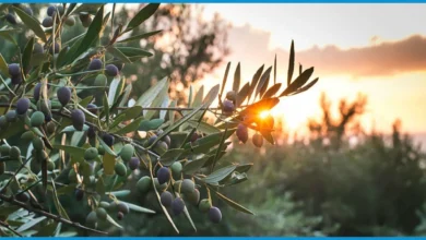 How many olives a day are safe to eat 1 – YesTablets