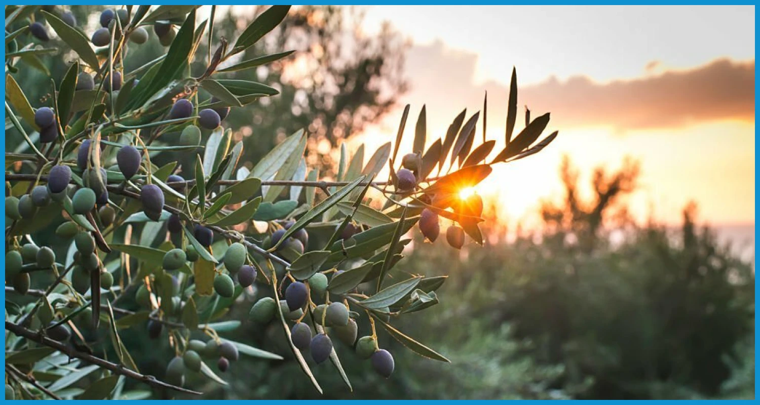 How many olives a day are safe to eat 1 – YesTablets