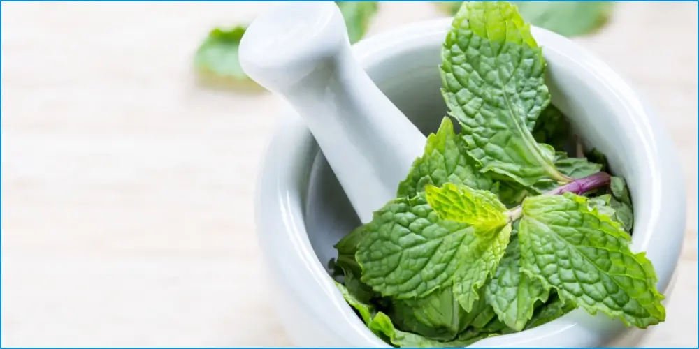 Peppermint for Soothing Cough – YesTablets