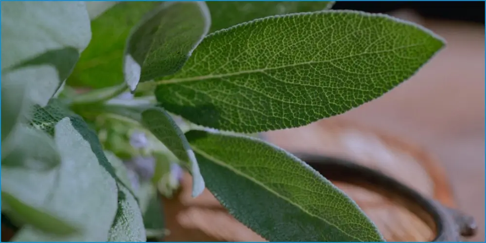 Sage Rinse for Mouth Sore – YesTablets