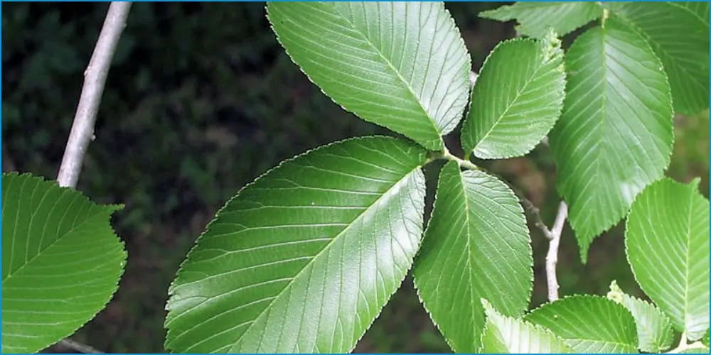 Slippery Elm for Cough Relief – YesTablets